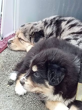 Australien Shepard Mix Rüde sucht sportliches Zuhause