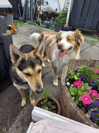 Australien Shepard Mix Rüde sucht sportliches Zuhause