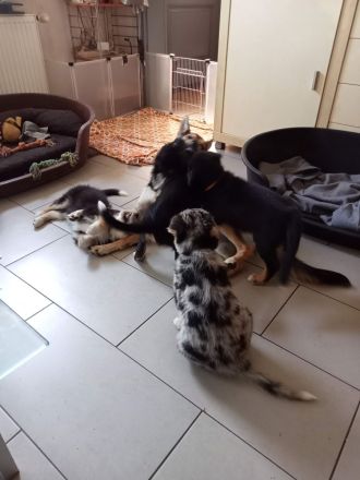 Australien Shepard Mix Rüde sucht sportliches Zuhause