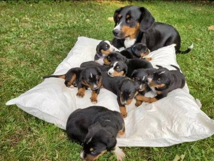Appenzeller Sennenhunde Welpen