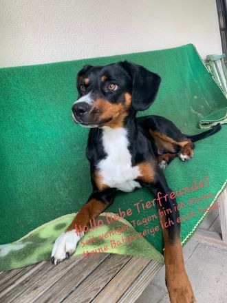 Appenzeller Sennenhunde Welpen