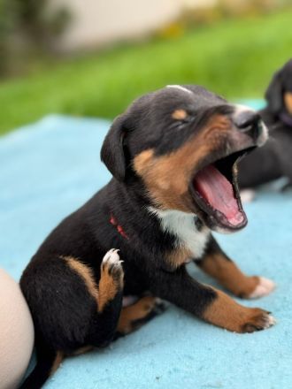 Appenzeller Sennenhunde Welpen