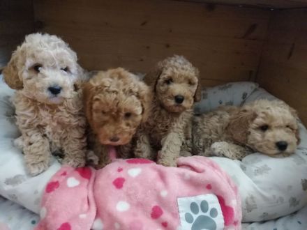 1. Zwerg Pudel junge sucht noch