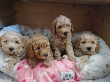 1. Zwerg Pudel junge sucht noch