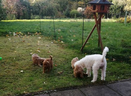 1. Zwerg Pudel junge sucht noch