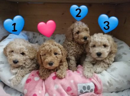 1. Zwerg Pudel junge sucht noch