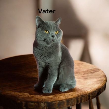 💛 Reinrassige Britisch Kurzhaar Kitten suchen liebevolle Zuhause 💛