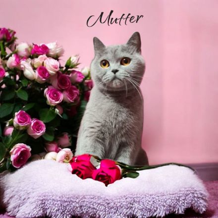 💛 Reinrassige Britisch Kurzhaar Kitten suchen liebevolle Zuhause 💛