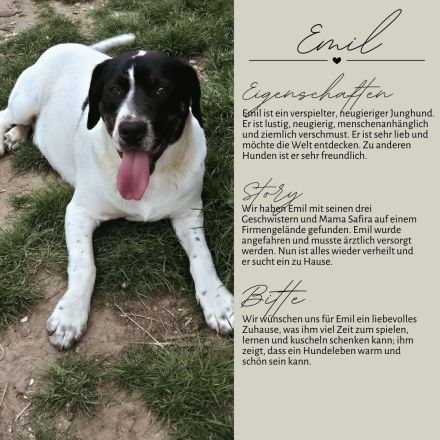 EMIL sucht eine liebe Familie