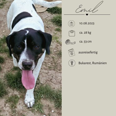 EMIL sucht eine liebe Familie
