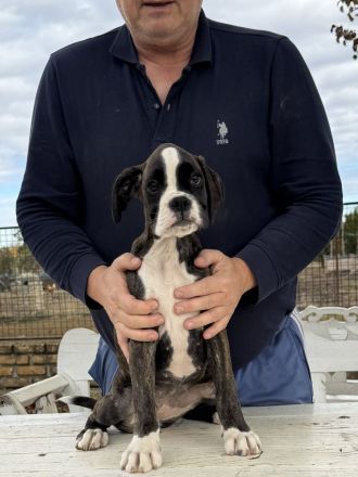 Entzückende Boxerwelpen