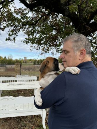 Entzückende Boxerwelpen