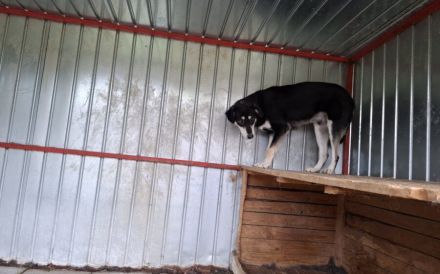 Sanfter Simba möchte endlich gesehen werden