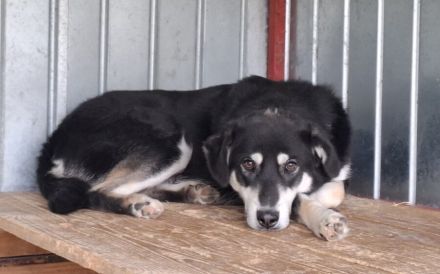 Sanfter Simba möchte endlich gesehen werden