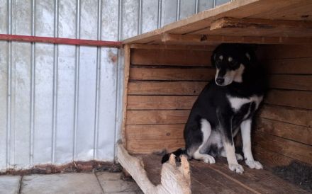 Sanfter Simba möchte endlich gesehen werden