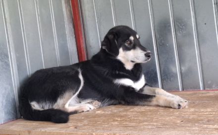 Sanfter Simba möchte endlich gesehen werden