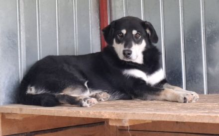 Sanfter Simba möchte endlich gesehen werden