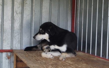 Sanfter Simba möchte endlich gesehen werden