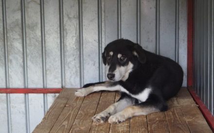 Sanfter Simba möchte endlich gesehen werden