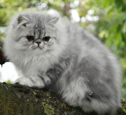 Bildschöner Perserbub sucht liebevolles für immer Zuhause