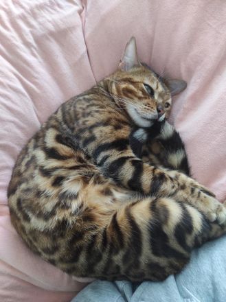 Bengal Kater