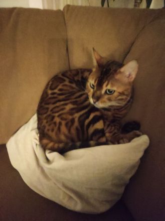 Bengal Kater