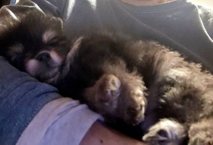 Zwergspitz pomeranian welpen