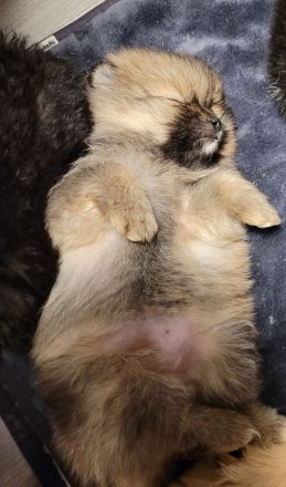 Zwergspitz pomeranian welpen