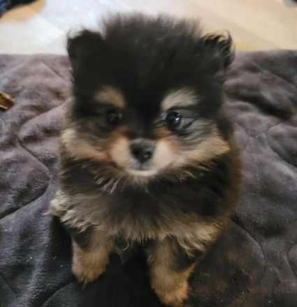 Zwergspitz pomeranian welpen