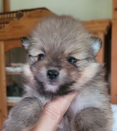 Zwergspitz pomeranian welpen