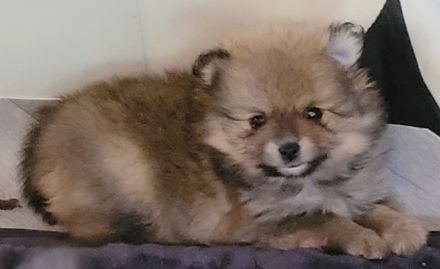 Zwergspitz pomeranian welpen