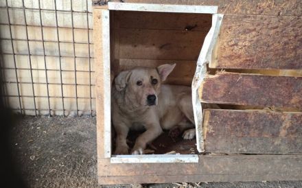 Patch - ein sanfter Riese mit Knickohr