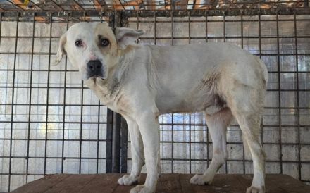 Patch - ein sanfter Riese mit Knickohr