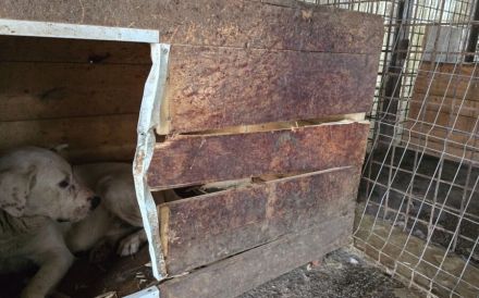 Patch - ein sanfter Riese mit Knickohr