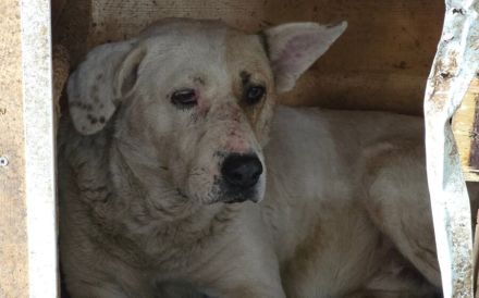 Patch - ein sanfter Riese mit Knickohr