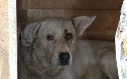 Patch - ein sanfter Riese mit Knickohr