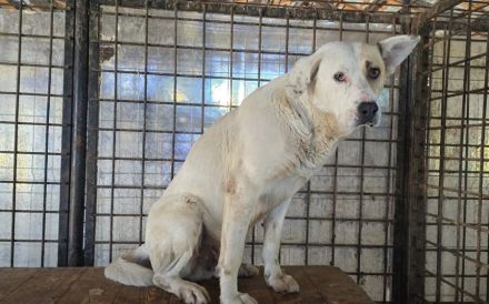 Patch - ein sanfter Riese mit Knickohr