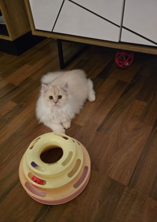 Reinrassige BKH & BLH Kitten suchen Liebevolle Familie