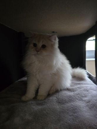 Reinrassige BKH & BLH Kitten suchen Liebevolle Familie