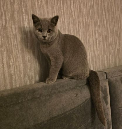 Reinrassige BKH & BLH Kitten suchen Liebevolle Familie