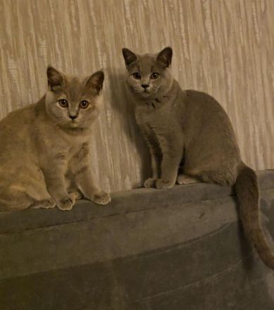 Reinrassige BKH & BLH Kitten suchen Liebevolle Familie