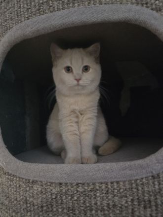 Reinrassige BKH & BLH Kitten suchen Liebevolle Familie