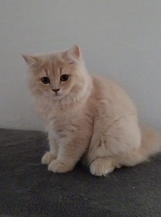 Reinrassige BKH & BLH Kitten suchen Liebevolle Familie