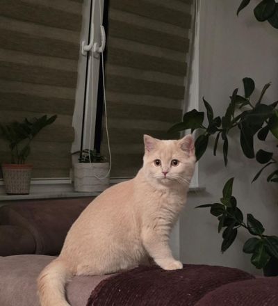 Reinrassige BKH & BLH Kitten suchen Liebevolle Familie