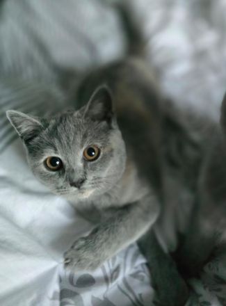 Reinrassige BKH & BLH Kitten suchen Liebevolle Familie