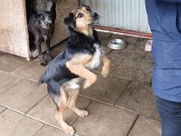 Herzenshund Flavio stürmt dein Herz