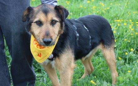 Herzenshund Flavio stürmt dein Herz