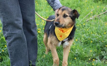 Herzenshund Flavio stürmt dein Herz