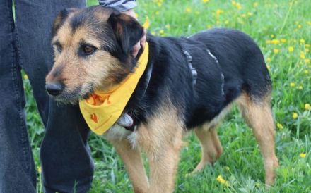 Herzenshund Flavio stürmt dein Herz