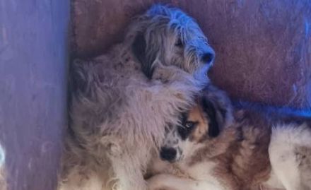 Geduldiges Herz für Anuk gesucht